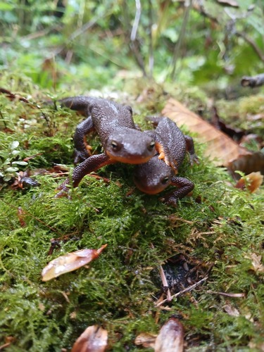 Rough-skinned Newt
