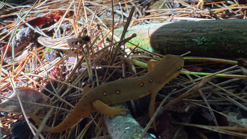 Eastern Newt