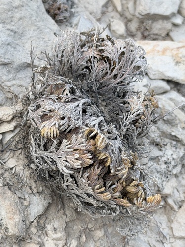 Selaginella lepidophylla, photograph 6