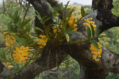 Dendrobium densiflorum