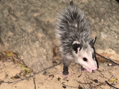 Virginia Opossum