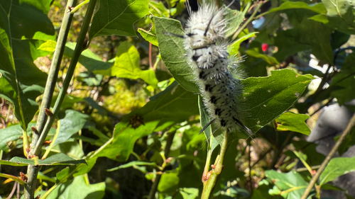 Hickory Tussock Moth