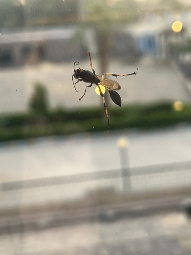 Sceliphron spirifex