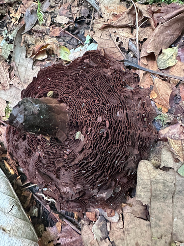 Coltricia montagnei observed 2026-09-15