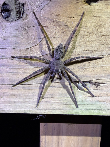 Dark Fishing Spider