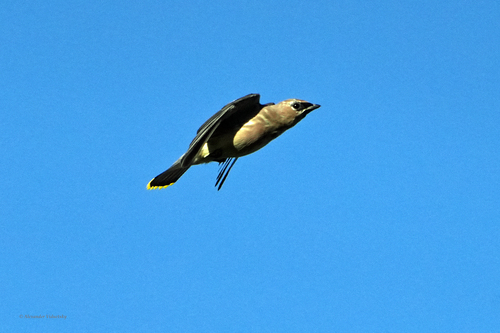 Cedar Waxwing
