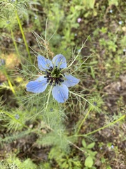 Nigella