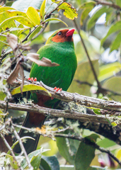 Chlorornis riefferii