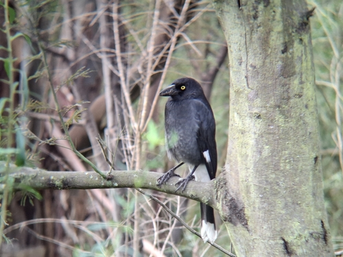 Pied Currawong