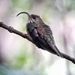 White-tipped Sicklebill - Photo (c) Steven Easley, some rights reserved (CC BY-NC), uploaded by Steven Easley