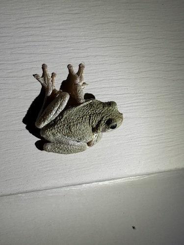 Cope's Gray Tree Frog