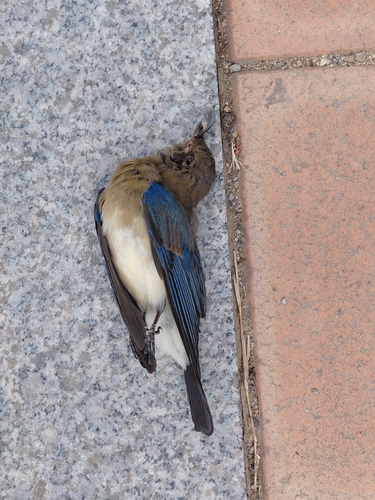 Blue-and-white Flycatcher