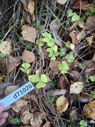European wood-sorrel