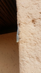 Lygodactylus stevensoni