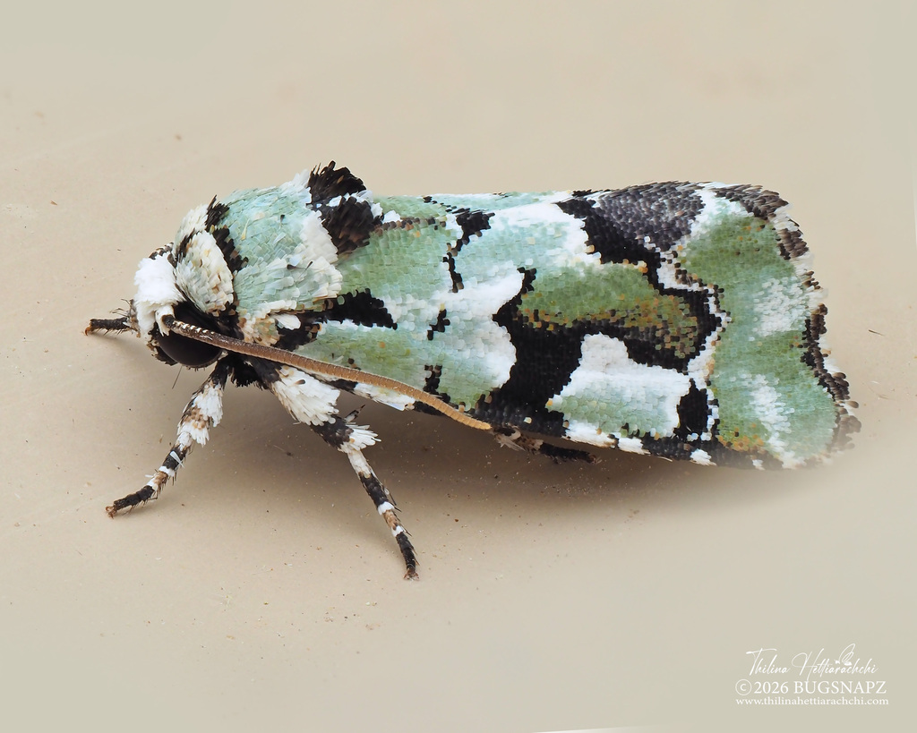 Beloved Emarginea Moth