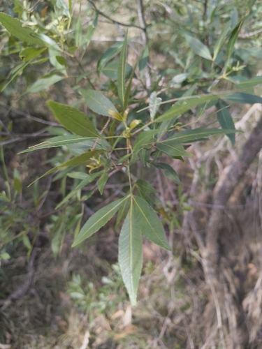 Ceratopetalum gummiferum
