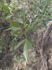Ceratopetalum gummiferum