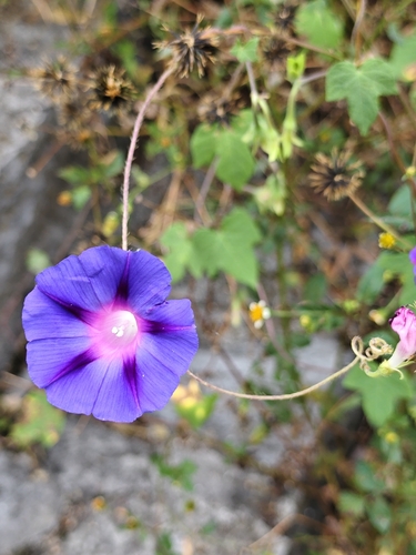 common morning-glory