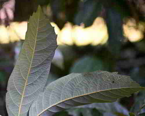Alectryon subcinereus observed 2026-09-15