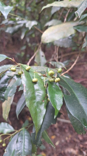 Ardisia quinquegona observed 2026-09-16