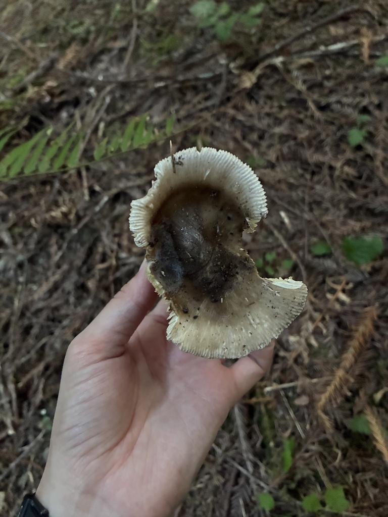 Western Grisette · September 2026 · photo: Photo: (c) dorian, some rights reserved (CC BY) · iNaturalist