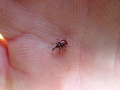 Tatianaerhynchites aequatus