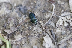 Platycerus