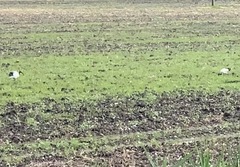 Threskiornis aethiopicus