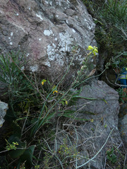 Albuca abyssinica image