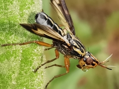 Dorycera grandis