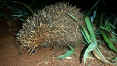 Atelerix frontalis frontalis