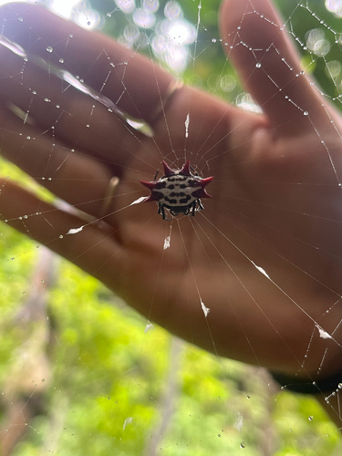 Gasteracantha cancriformis, 2026-09-14