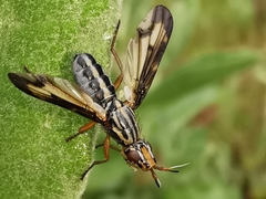 Dorycera grandis