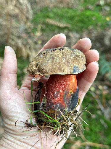 Dotted Stem Bolete