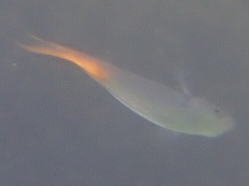 Neopomacentrus azysron observed 2026-09-16