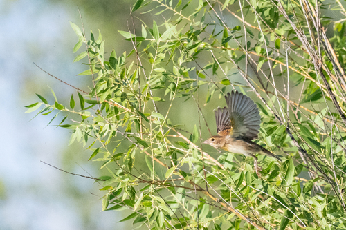 Dickcissel