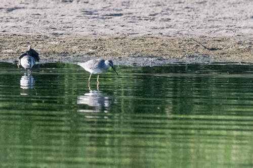 Stilt Sandpiper