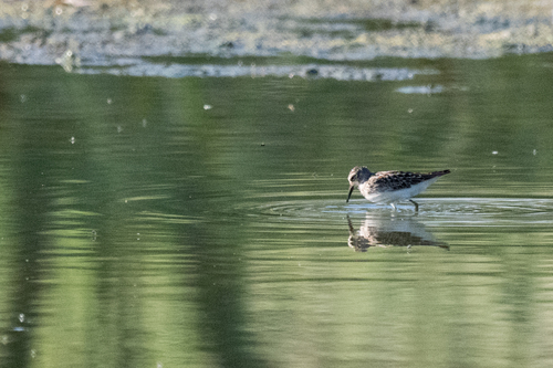 Least Sandpiper