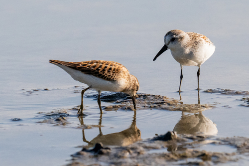 Western Sandpiper