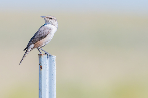 Rock Wren