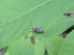 Stenosphenus notatus