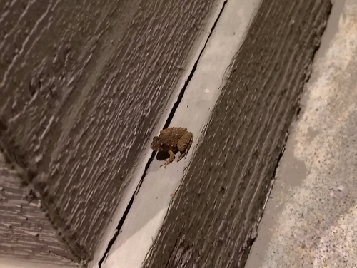 Blanchard's Cricket Frog