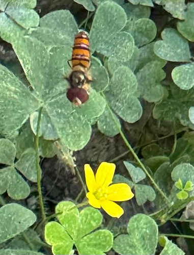 Black-banded Hover Fly
