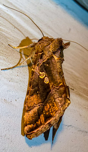Soybean Looper Moth