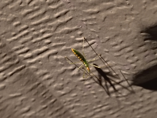 Pale Green Assassin Bug