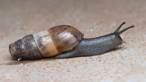 Decollate Snail