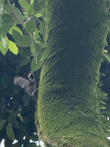 Black-throated Tit