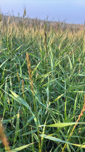 Quack Grass