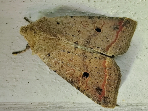 Red-line Quaker