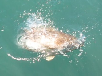 Epinephelus malabaricus observed 2026-09-16